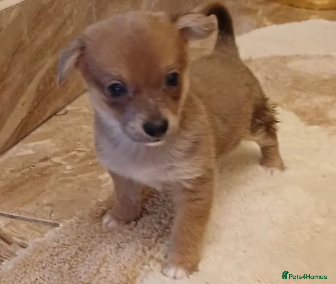 Chihuahua dogs for sale: Chihuahua Puppies  - Advert 7