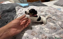 Jack Russell dogs for sale: Jack Russell Puppies for Sale  - Image 21