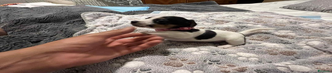 Jack Russell Puppy pink collar 