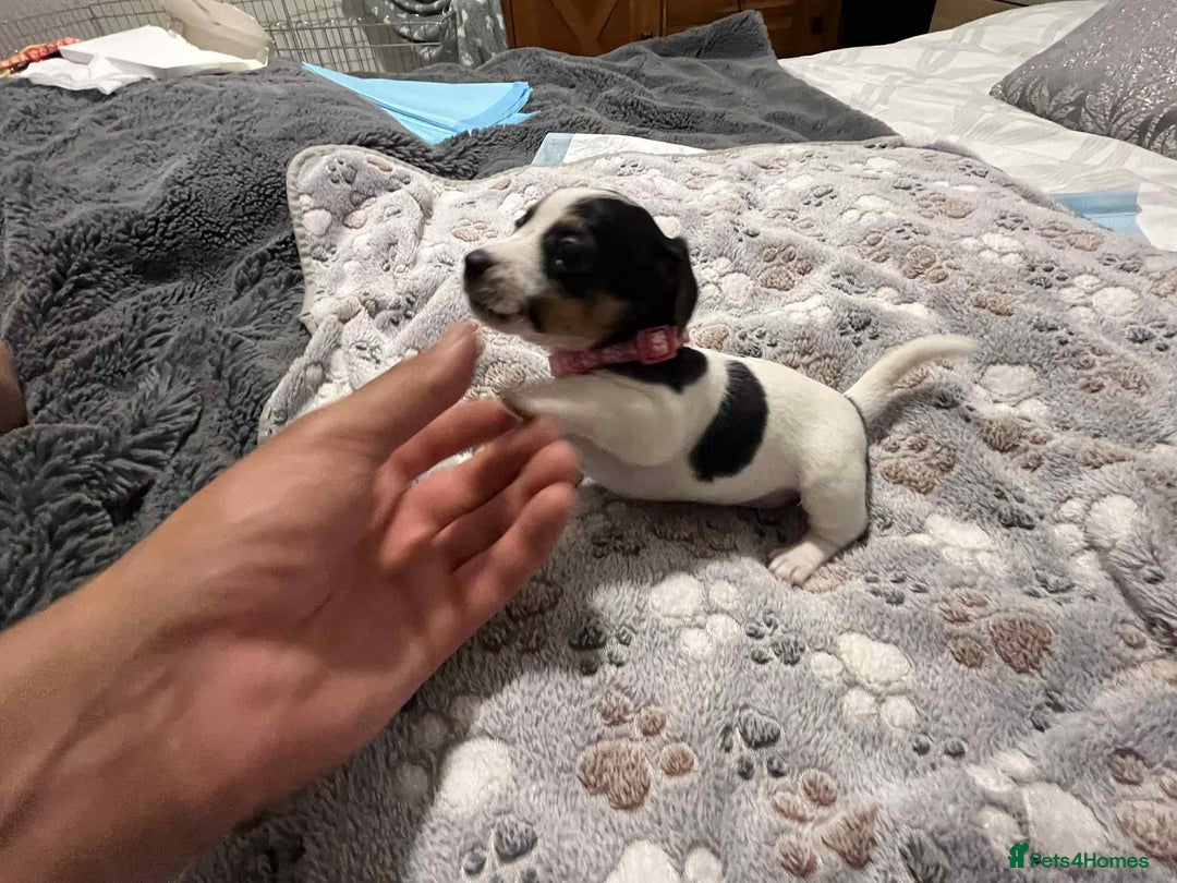 Jack Russell dogs for sale: Jack Russell Puppies for Sale  - Image 21