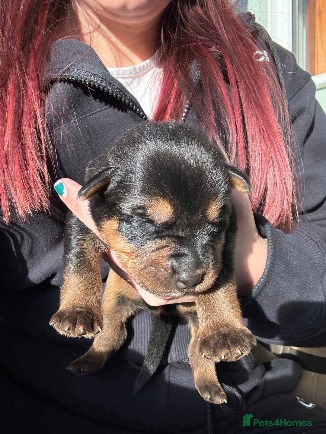 Mixed Breed dogs for sale: Shepweiler Puppies (GSD x Rottie) - Advert 6