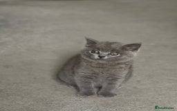 Brazilian Shorthair cats for sale: 🐾 Beautiful British Shorthair Kitten for Sale 🐾 - Image 3