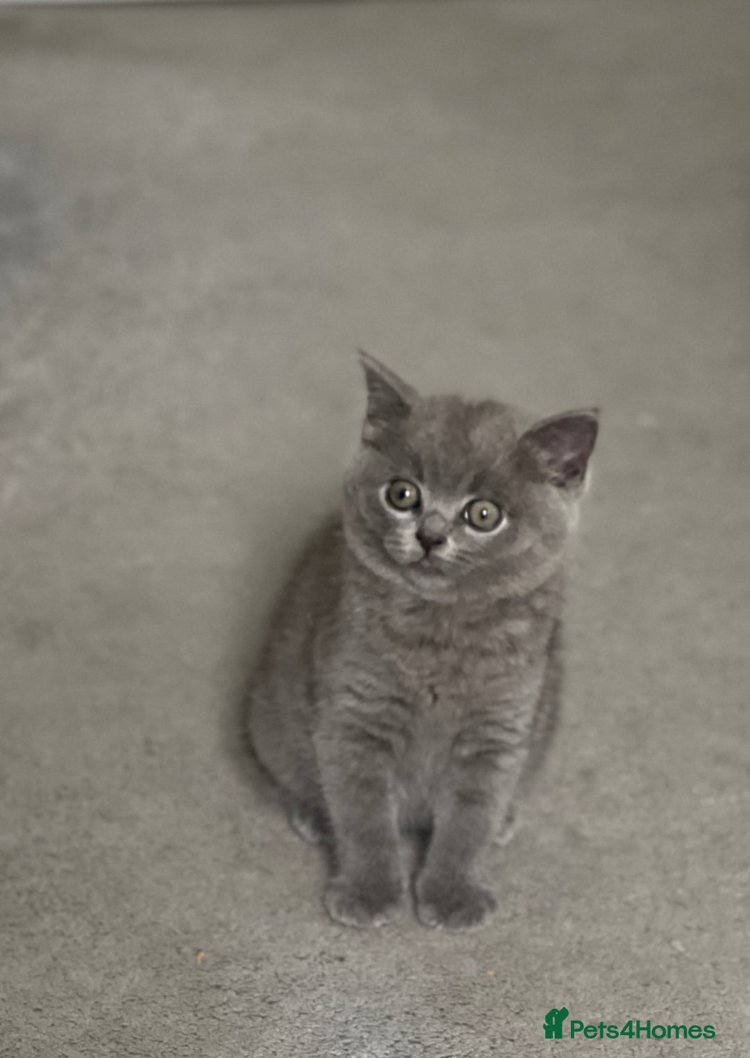 Brazilian Shorthair cats for sale: 🐾 Beautiful British Shorthair Kitten for Sale 🐾 - Image 3