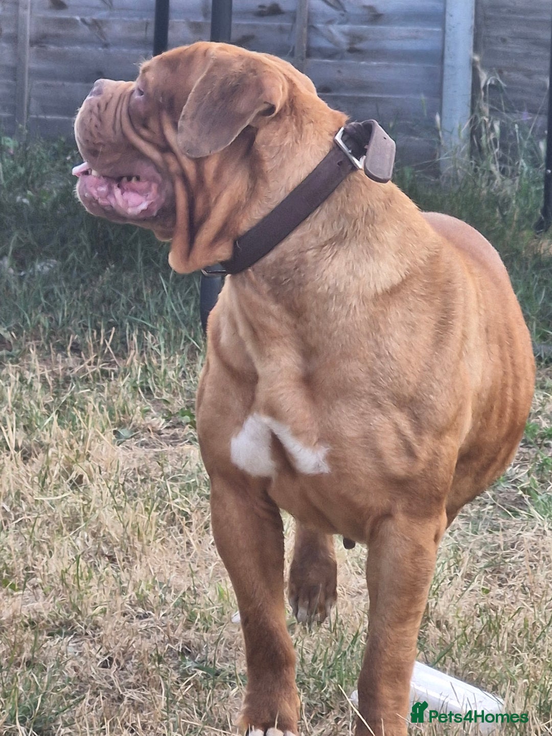 Dogue De Bordeaux dogs for sale: 1 Male & 1 Female Dogue De Bordeux  - Image 5