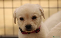 Labrador Retriever dogs for sale: Beautiful labrador puppies for sale - Image 15