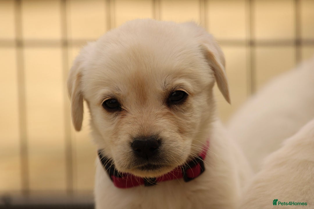 Labrador Retriever dogs for sale: Beautiful labrador puppies for sale - Image 15