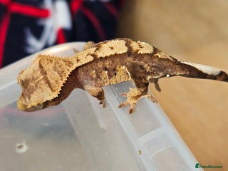 Gecko reptiles Young crested gecko - Advert 5