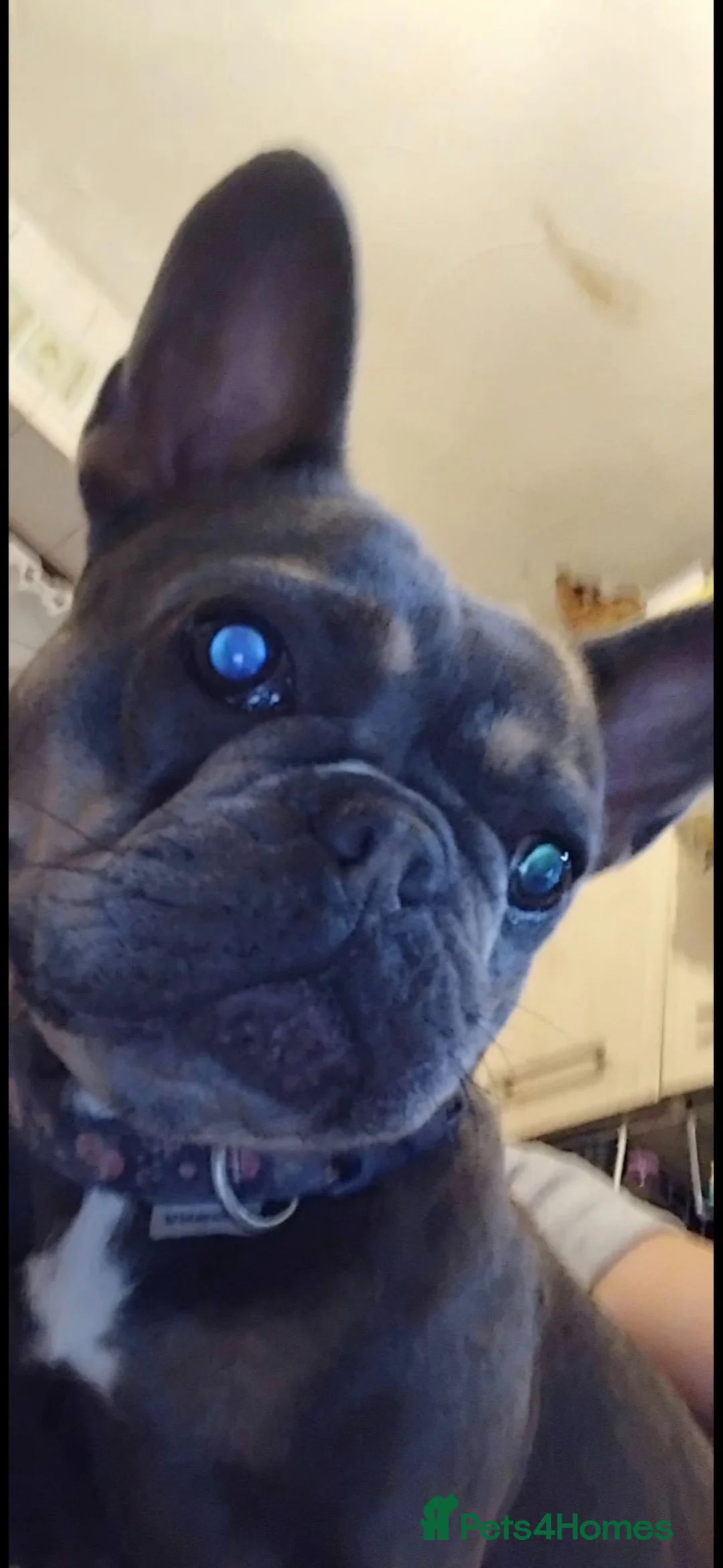 French Bulldog dogs for sale: French bulldog - Advert 2