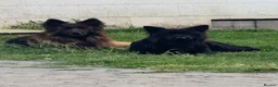 German Shepherd dogs for sale: Long coat German Shepherd - Advert 10