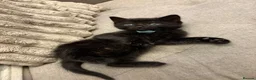 Mixed Breed cats for sale: 6 beautiful kittens - Advert 7