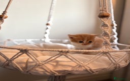 Persian cats for sale: Exotic Persians - Image 18