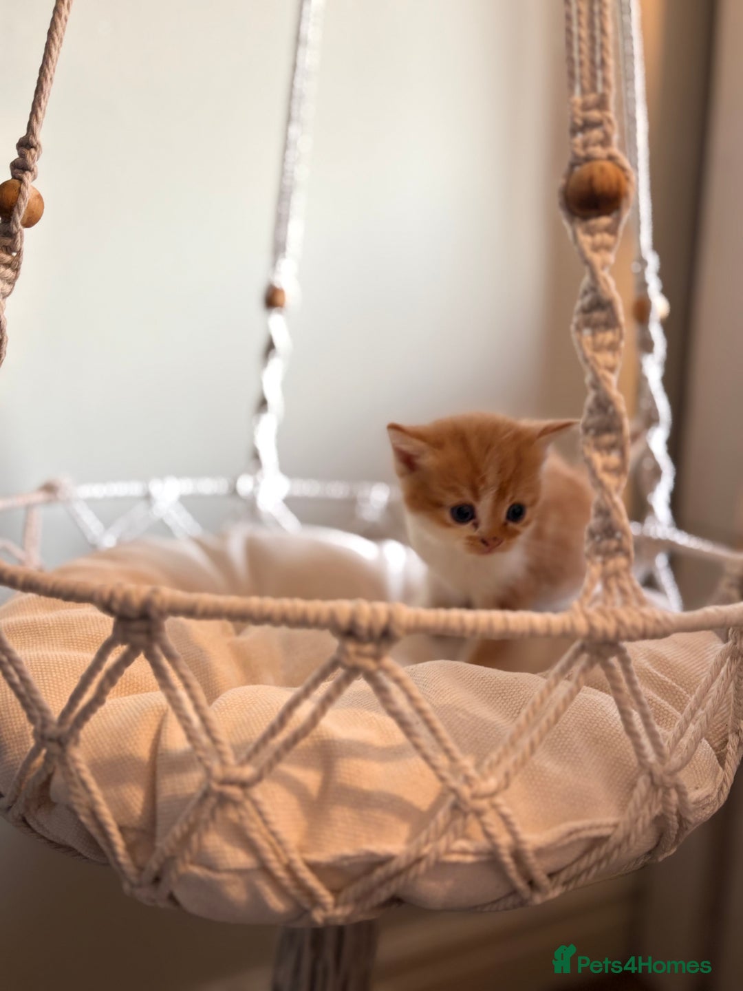 Persian cats for sale: Exotic Persians - Image 18