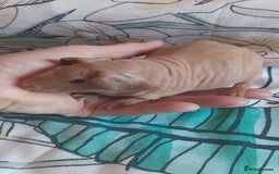 Guinea Pig rodents for sale: Skinny pigs. Various ages + prices. - Image 9