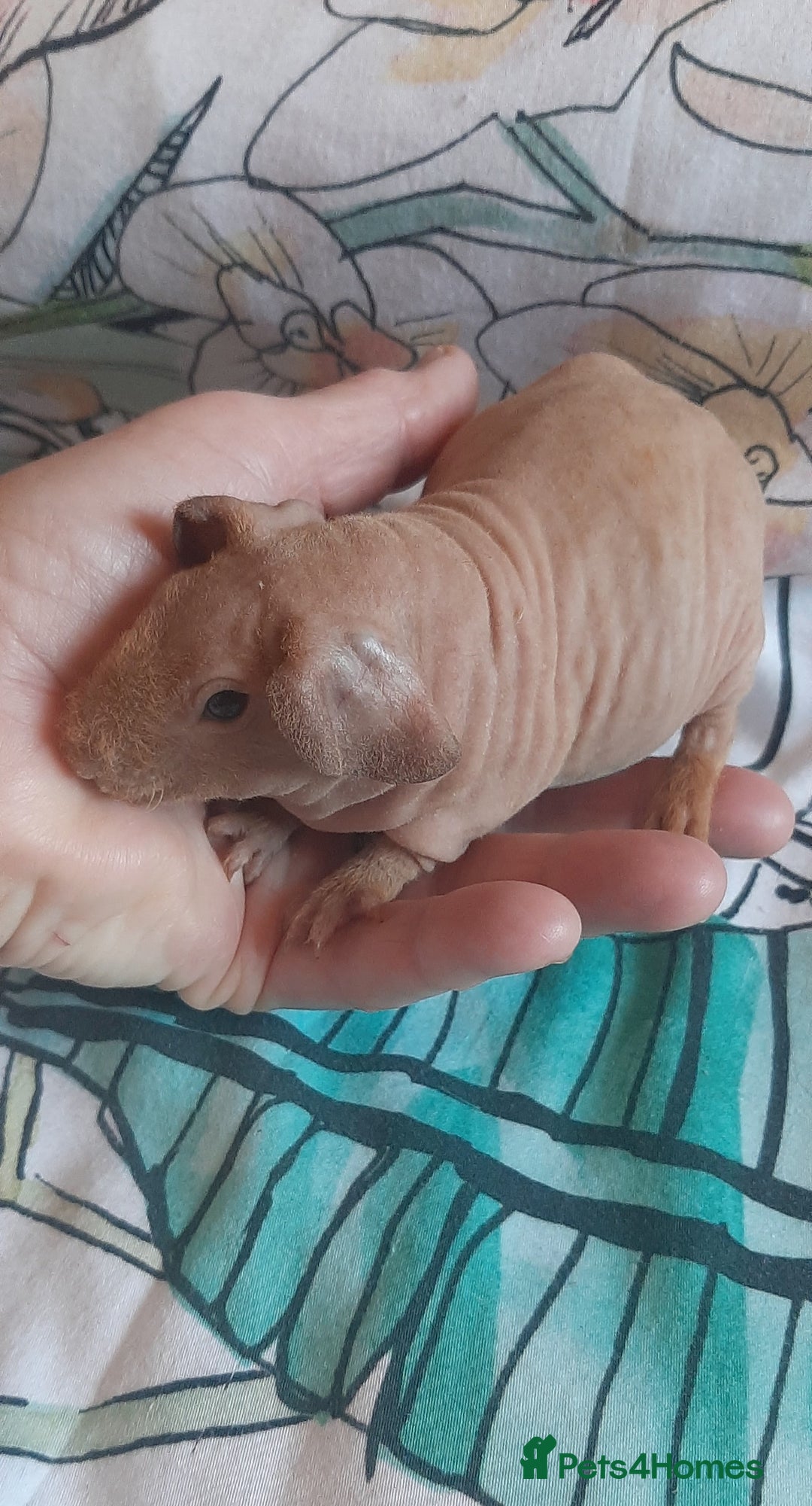 Guinea Pig rodents for sale: Skinny pigs. Various ages + prices. - Image 9