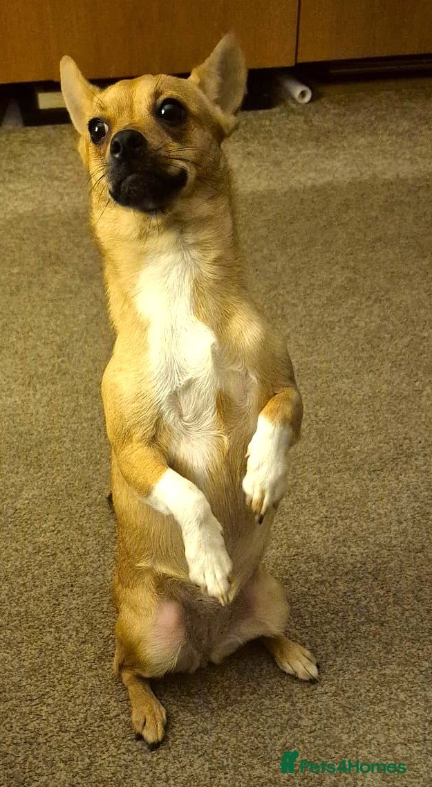 Pomchi dogs ✨Meet NIRVANA, a Beautiful Lady for a Loving Home✨ - Advert 1