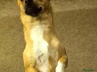 Pomchi dogs ✨Meet NIRVANA, a Beautiful Lady for a Loving Home✨ - Advert 1