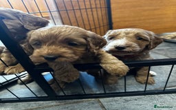 Cockapoo dogs for sale: F1 Red Cockapoo puppies ~ ⭐️ready Now ⭐️  - Image 30