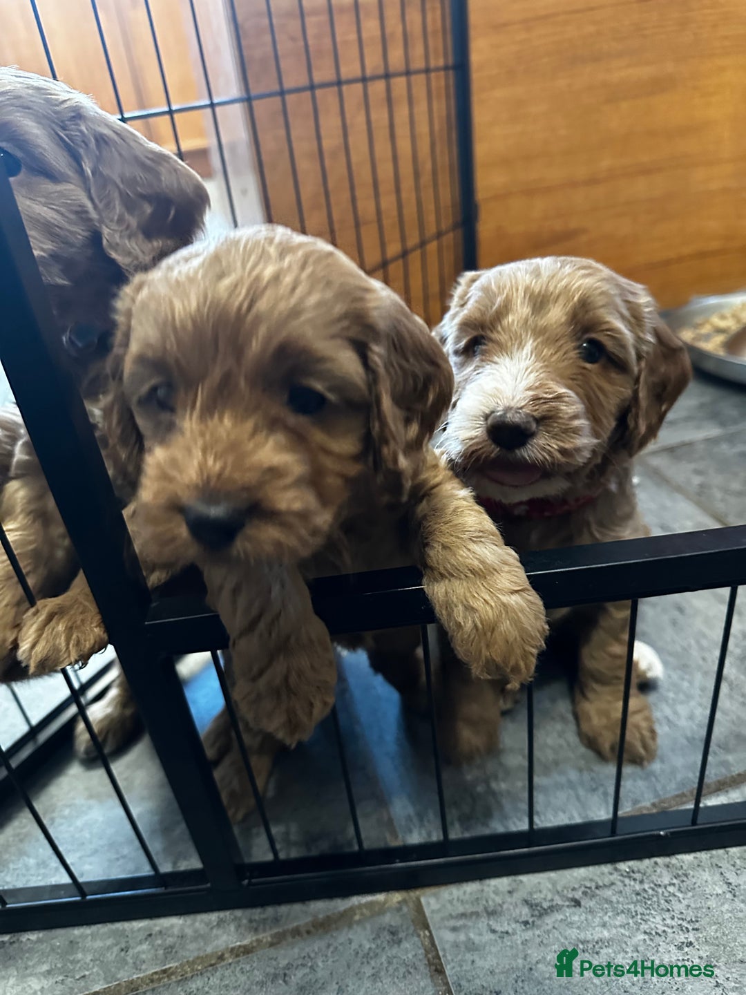 Cockapoo dogs for sale: F1 Red Cockapoo puppies ~ ⭐️ready Now ⭐️  - Image 30