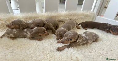 Miniature Dachshund dogs - Advert 6