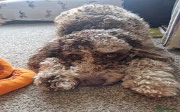 Australian Labradoodle dogs for sale: *waiting list* Australian labradoodles - Image 17