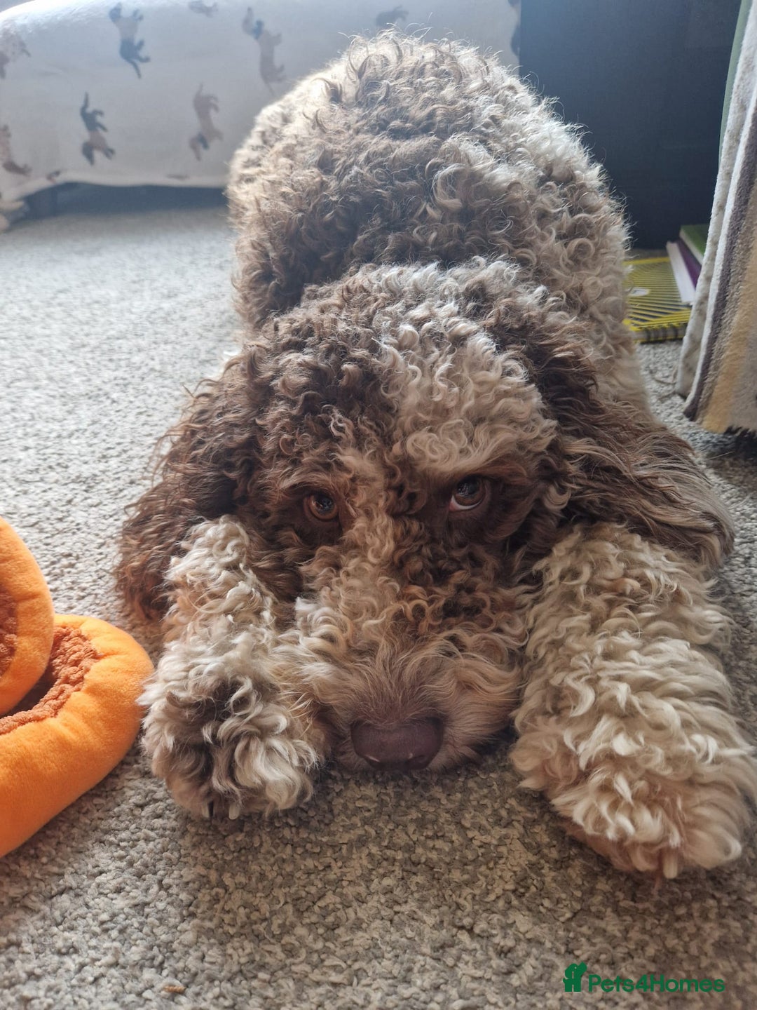 Australian Labradoodle dogs for sale: *waiting list* Australian labradoodles - Image 17