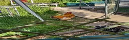 Chickens poultry for sale: Millefleur Pekin Cockerel - Advert 2