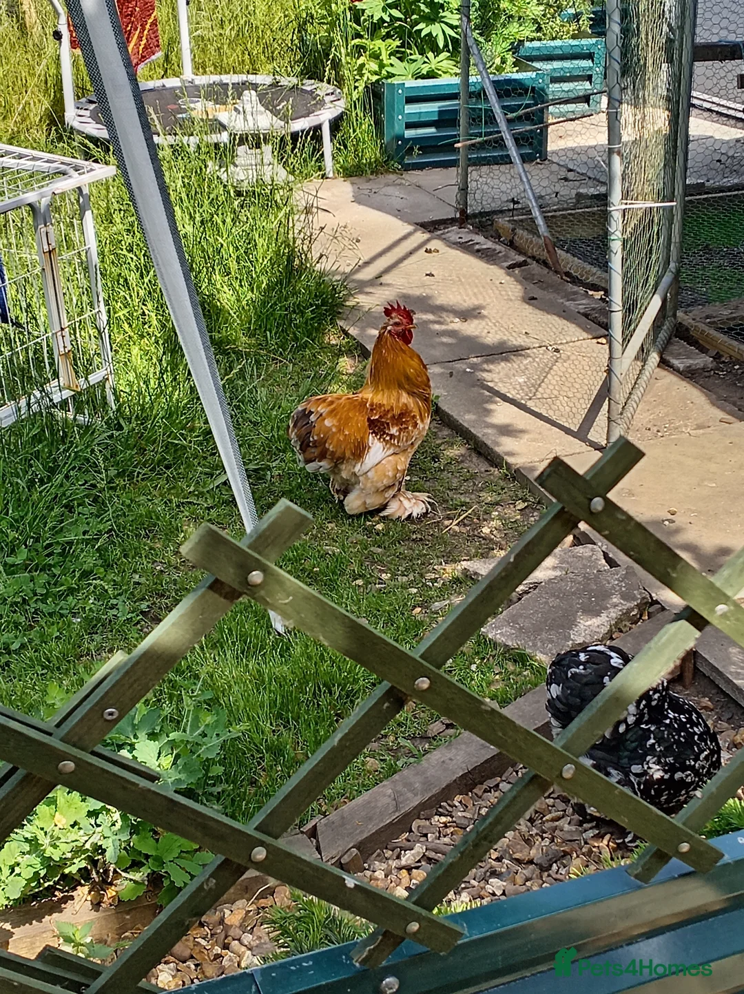 Chickens poultry for sale: Millefleur Pekin Cockerel - Advert 2