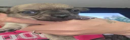 Chihuahua dogs for sale: 2 female pups - Advert 13