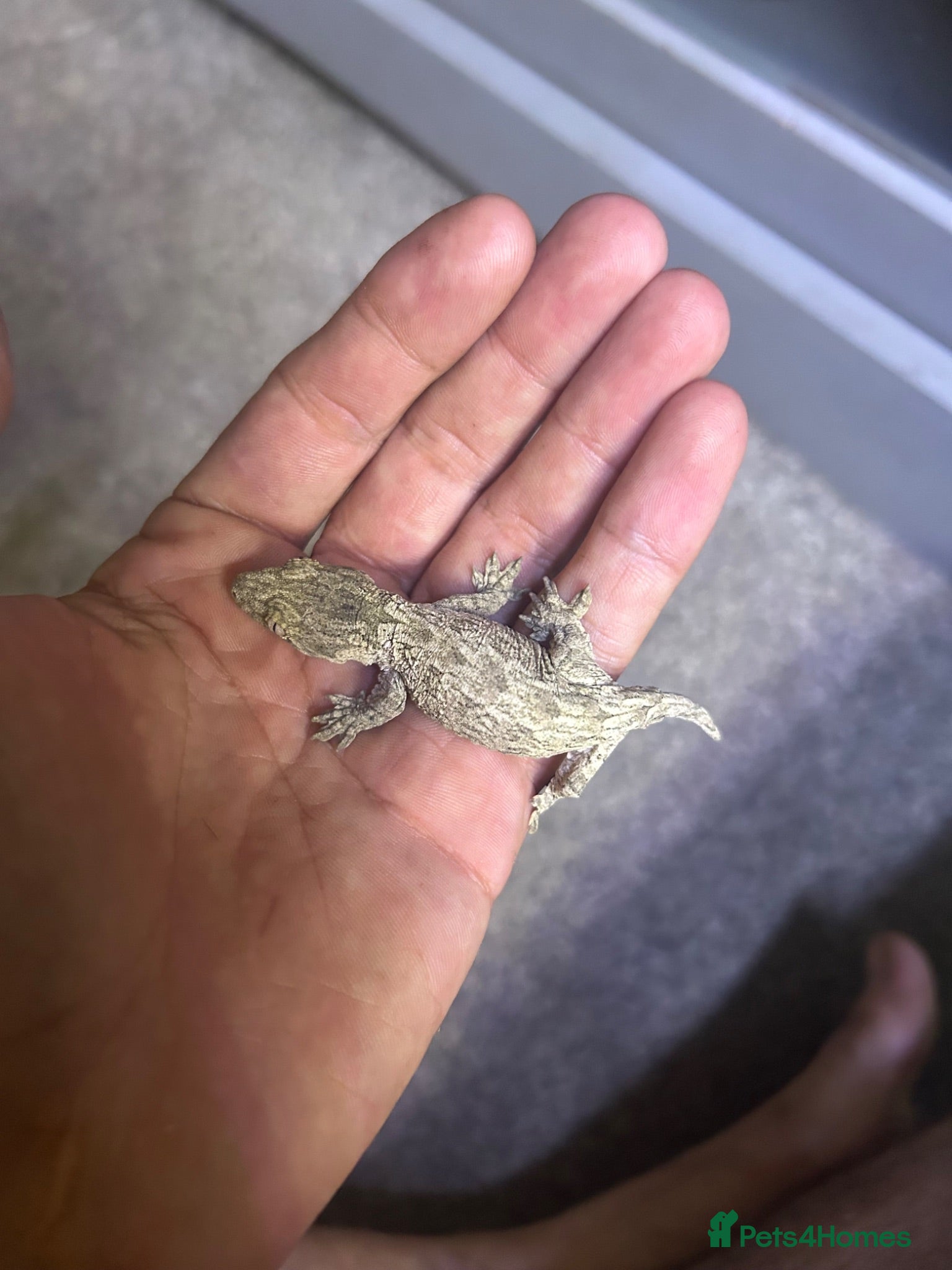 Gecko reptiles 6x leachianus geckos - Advert 1