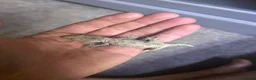 Gecko reptiles for sale: 6x leachianus geckos - Advert 1