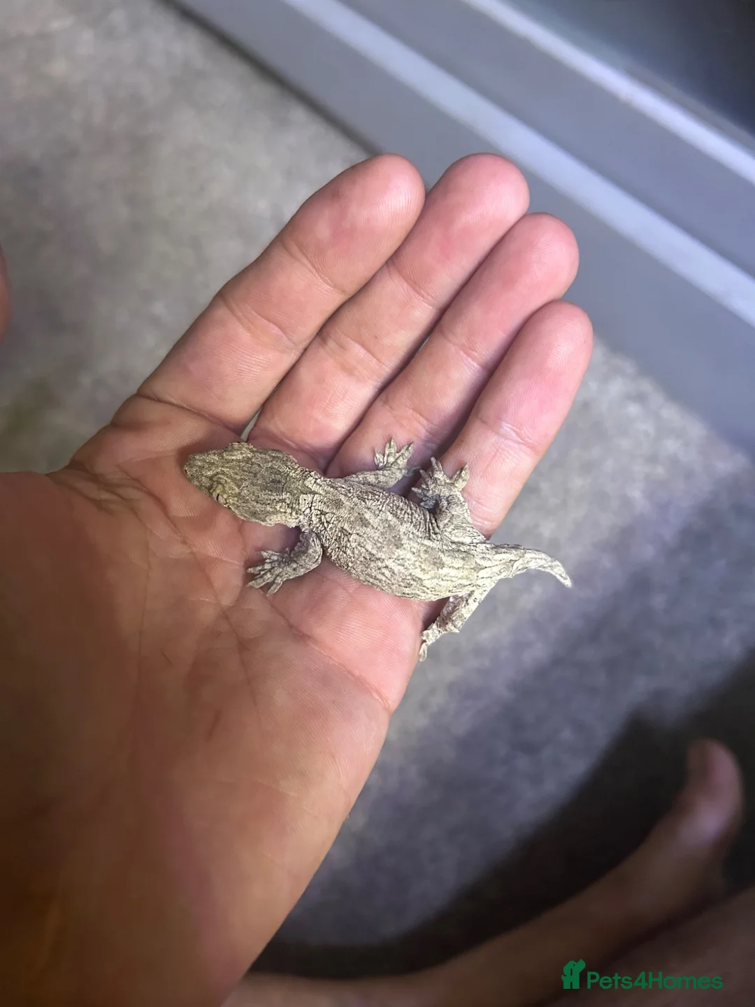 Gecko reptiles for sale: 6x leachianus geckos - Advert 1