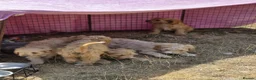 Cavapoo dogs for sale: Quality,Home reared cavapoo puppies - Advert 12
