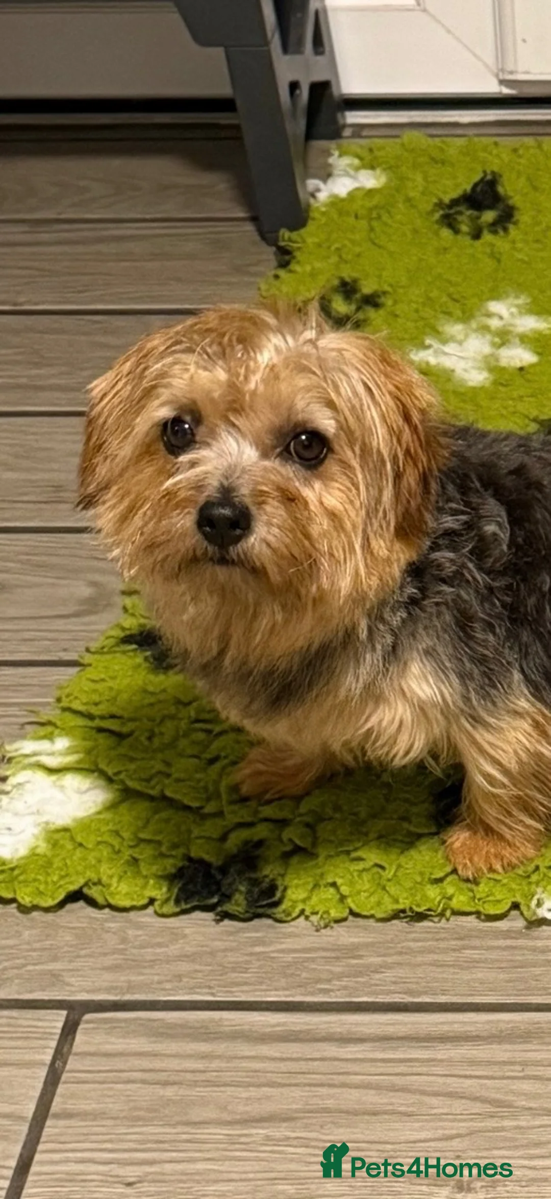 Norfolk Terrier dogs for sale: Nolfolk terrier  - Advert 1