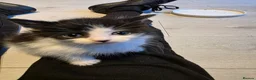 Mixed Breed cats for sale: Beautiful kittens for sale  - Advert 17