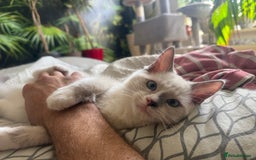 Ragdoll cats for sale: GORGEUS RAGDOLL KITTENS - 1 boy/1 girl left - Image 1