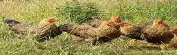 Chickens poultry for sale: Wyandotte POL - Advert 1