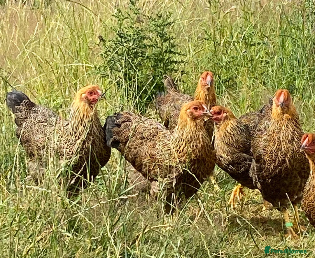 Chickens poultry for sale: Wyandotte POL - Advert 1
