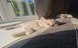 Scottish Fold cats for sale: Stunning TICA Registered Babies in Bolton - Image 11