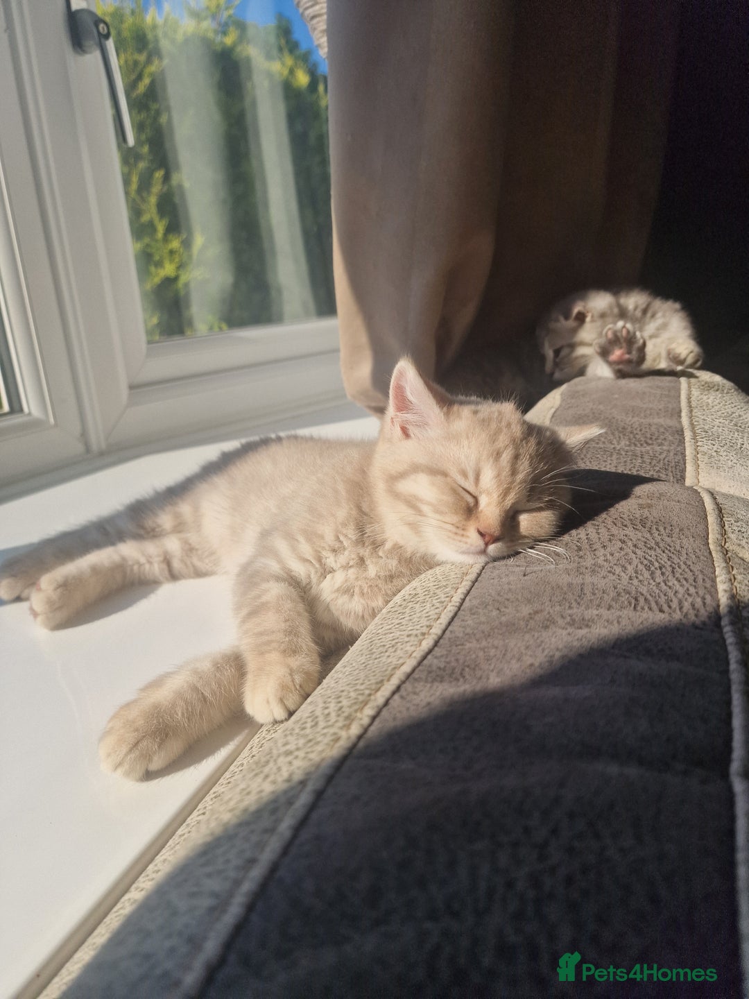 Scottish Fold cats for sale: Stunning TICA Registered Babies in Bolton - Image 11
