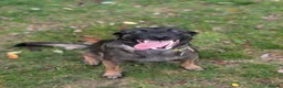Belgian Shepherd Dog dogs for sale: Belgian Malinois Female - Advert 4