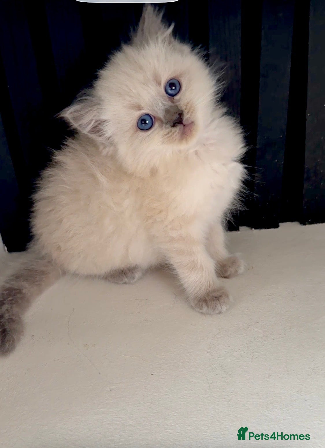 Ragdoll cats Ragdoll kittens full breed  - Advert 1