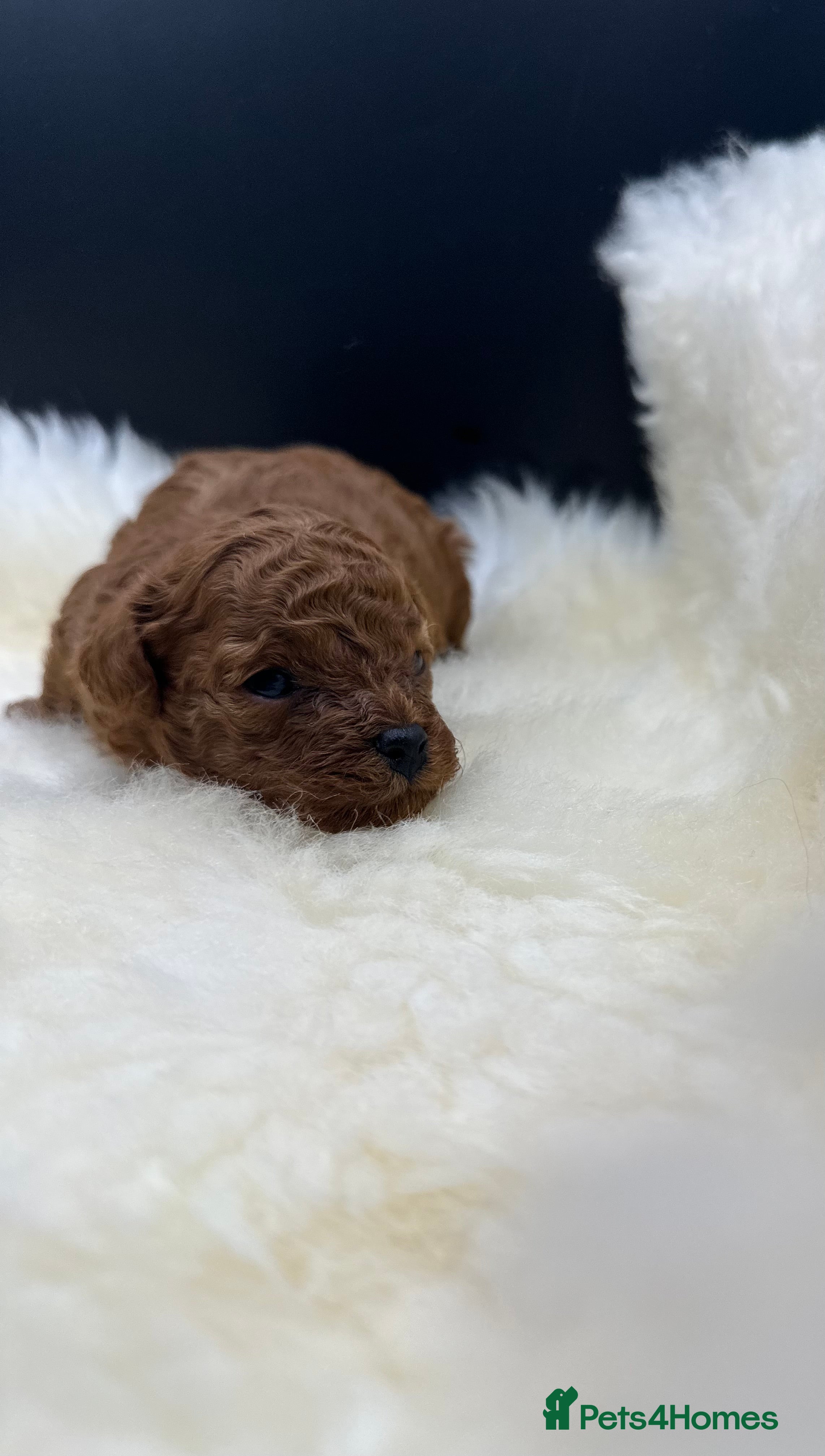 Toy Poodle dogs Toy poodle x Asian Toy poodle puppies - Advert 5