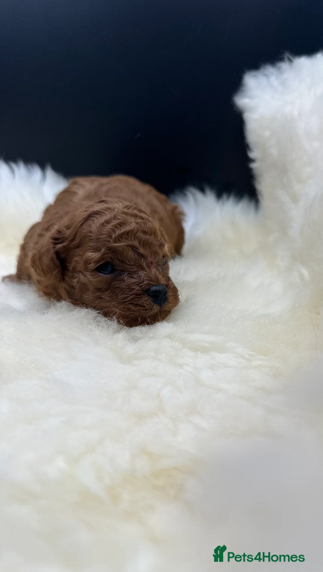 Toy Poodle dogs for sale: Toy poodle x Asian Toy poodle puppies - Advert 1