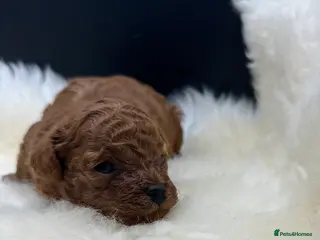 Toy Poodle dogs Toy poodle x Asian Toy poodle puppies - Advert 5