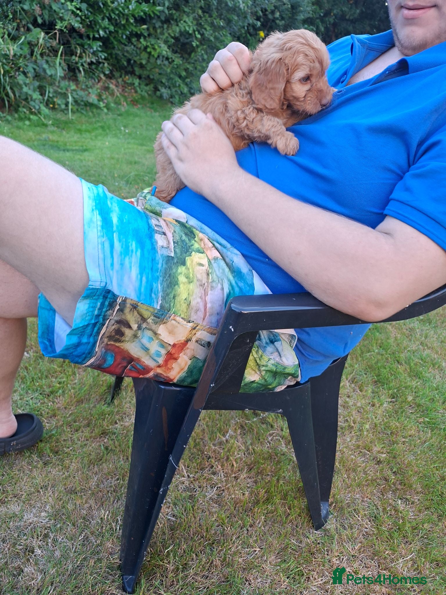 Cockapoo dogs Reduced £1,000  f1 cockerpoo pups  - Advert 2