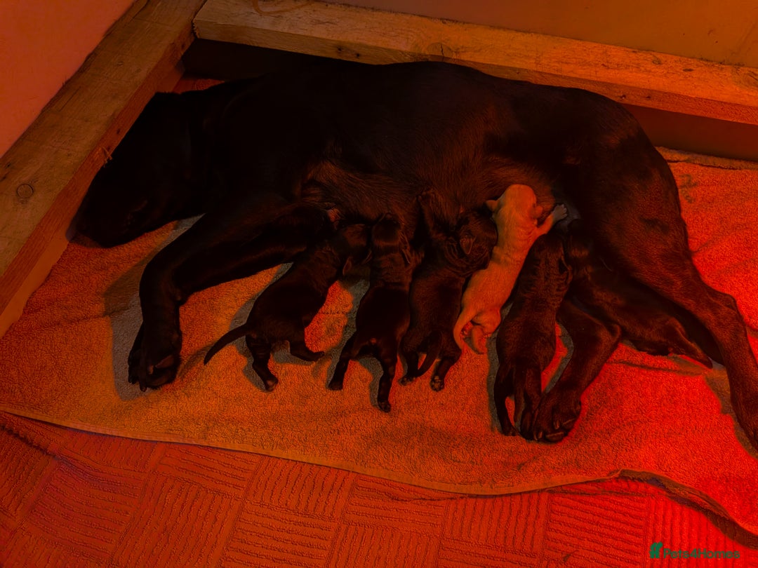 Labrador Retriever dogs for sale: Labrador puppies - Advert 6