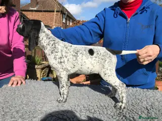Pointer dogs Beautiful Pointer puppies - Advert 4