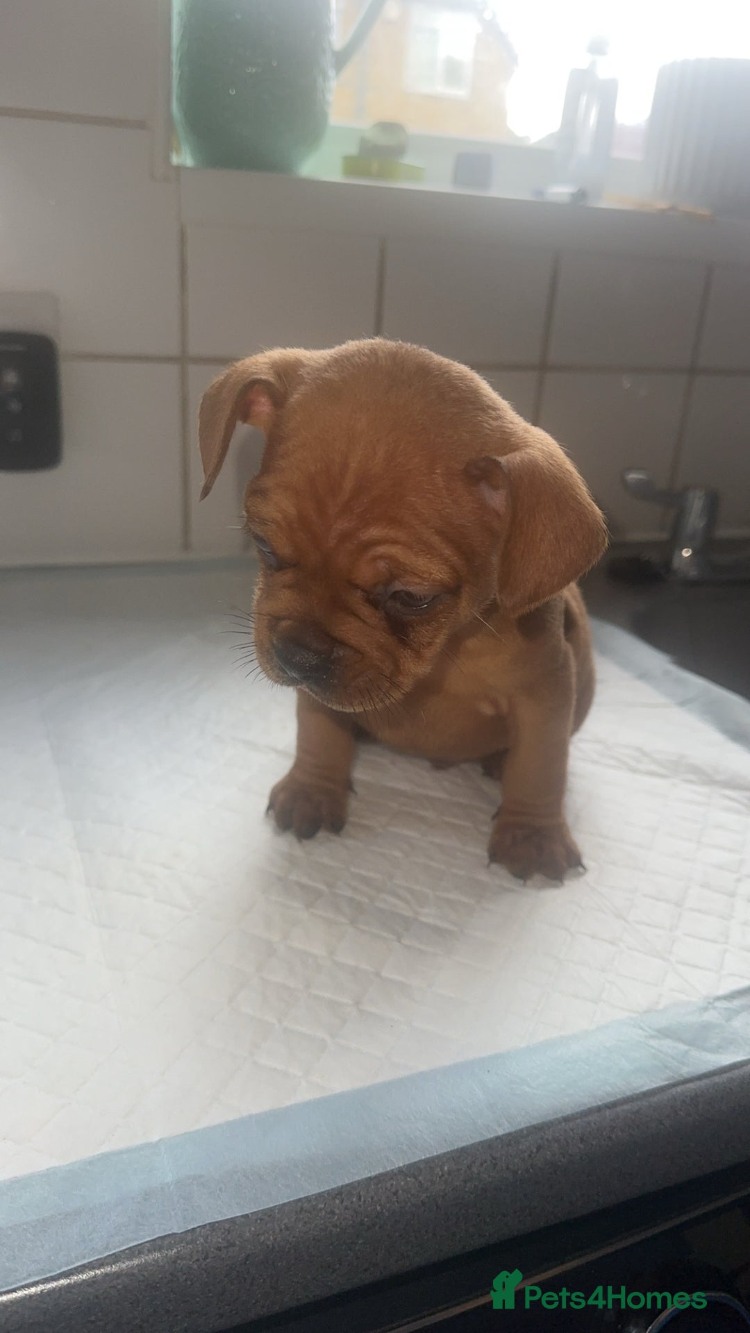 Mixed Breed dogs for sale: French bulldog X English bulldog  - Image 7