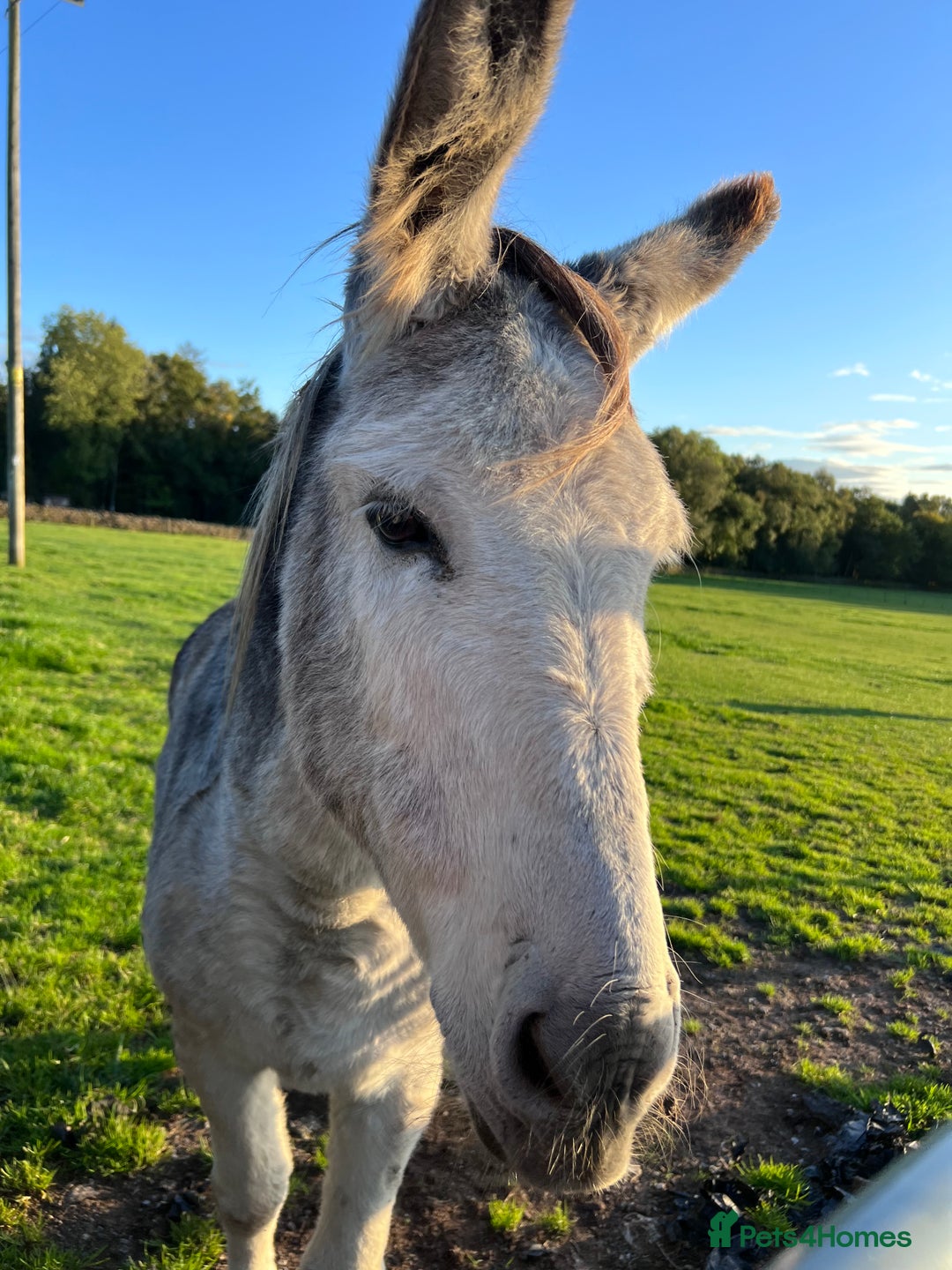 Donkey livestock for sale: Grey gelding donkey 16years old - Image 3