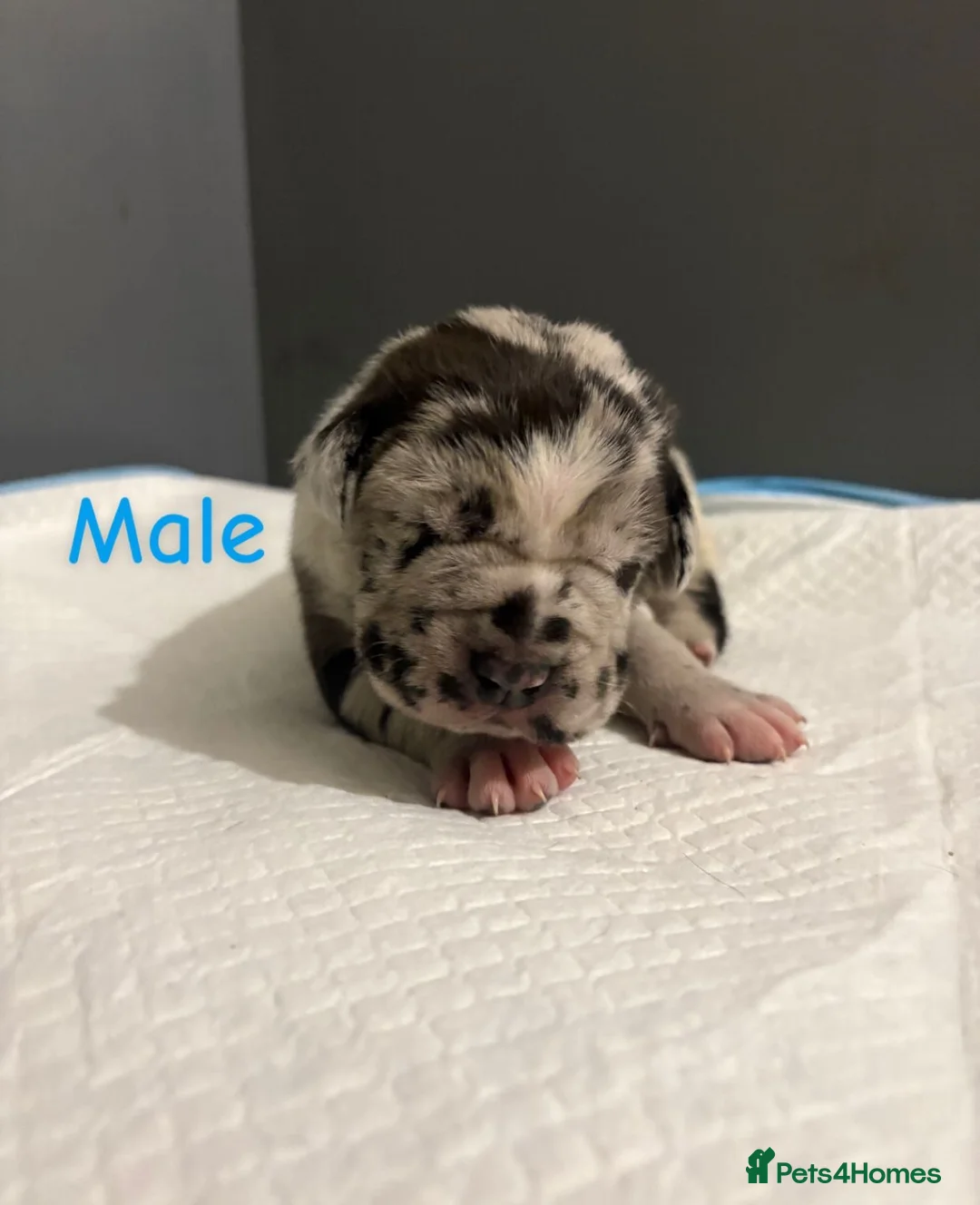 Mixed Breed dogs for sale: Stunning litter of 7 Presa Canario X Bandog - Advert 12